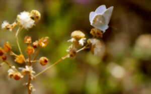 photo Les papillons, criquets et sauterelles à la loupe