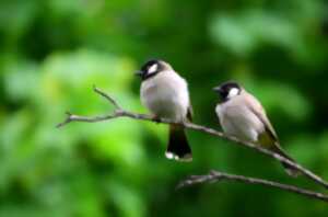 Fête de la Nature - Balade ornithologique