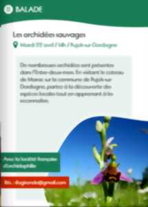 Les orchidées sauvages