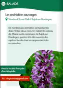 Les orchidées sauvages