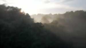 photo Nuits des forêts : S’enforester, balade forestière à la découverte du vivant invisible