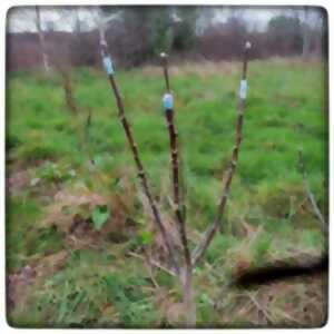 Atelier d'initiation à la greffe d'arbres fruitiers