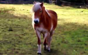 Stage Poney à la Ferme de mon Enfance