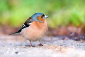 Balade sur le thème des oiseaux