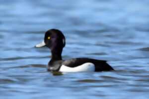 Découverte des oiseaux d'eau