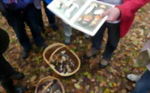 Sortie champignons en forêt