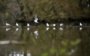 photo Oiseaux migrateurs et de passage