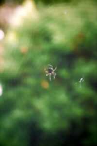 photo Le monde fabuleux des araignées