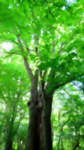 photo Randonnée pédestre du Temple : sur les chemins du bocage au Temple