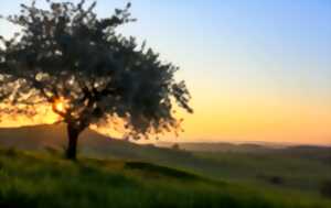 Visite guidée « Le Bastberg et les plantes du Solstice d'Eté, entre mythe et réalité »