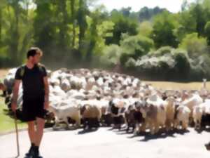 Arrivée de la transhumance