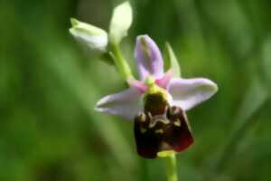 A la découverte de la biodiversité de la pelouse à orchidées