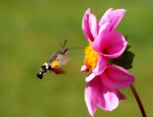 Sortie famille : Incroyables pollinisateurs