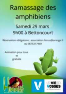 photo Ramassage des amphibiens