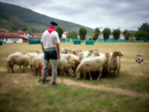 photo Concours de chiens de berger