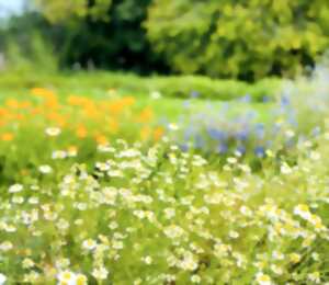 photo Débuter son jardin médicinal