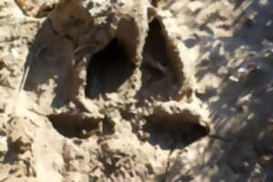 photo A qui sont ces traces?