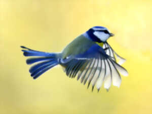 photo Balade ornithologique
