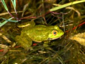 photo Les mares aux princes charmants