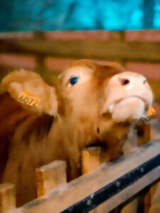 photo Pâques à la ferme