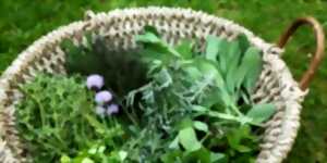 photo Domaine de Sédières : Goûteuses mauvaises herbes par Raphaël Saglier