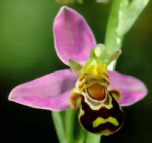photo Sortie nature - La vie fascinante des orchidées
