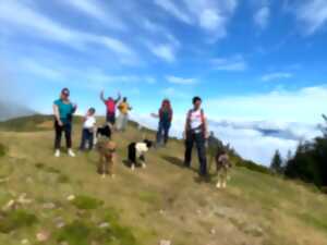 photo Randonner avec un chien nordique à La Pierre Saint-Martin