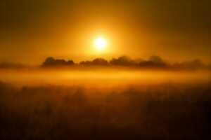 photo Les oiseaux nocturnes des Marais de Contres