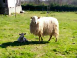 photo Visite de  ferme : Partez à la rencontre  des brebis