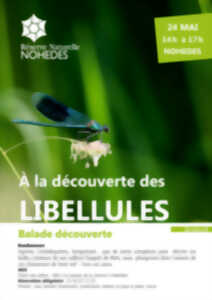 A LA DÉCOUVERTE DES LIBELLULES!