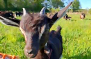 photo La Ferme à Roulettes | Fête du lait bio
