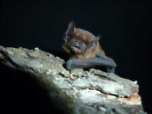 photo Soirée chauve-souris