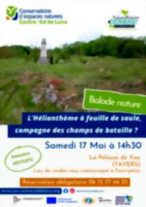 photo Balade nature : L’Hélianthème à feuille de saule, compagne des champs de bataille