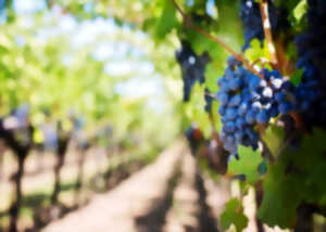 photo Immersion vigneronne au Domaine Sauvète