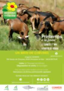 photo Un brin de chèvres - Printemps à la ferme - BAF
