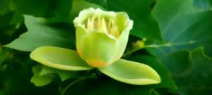 photo Atelier formation plantes