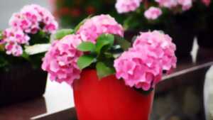 photo Floralies