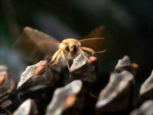photo Faune nocturne et papillons de nuit