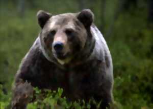 photo Découverte des animaux et des rapaces des Pyrenees