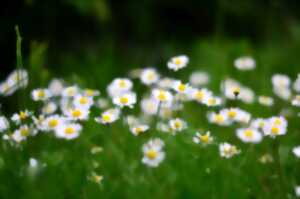 photo Rendez-vous aux jardins
