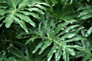 photo Bourse aux plantes