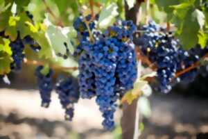 photo LA CIRCULADE VIGNERONNE EN TERRASSES DU LARZAC