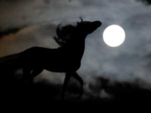 photo La noctambule