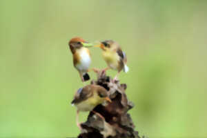 photo Attention, oiseaux ! Animations printanières sur la  thématique des oiseaux