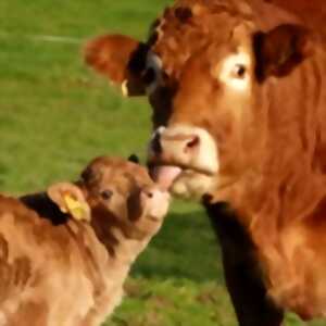 photo Bienvenue à la ferme - la Ferme de Luc