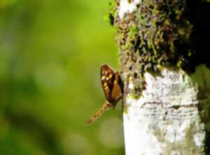 photo Petites bêtes et papillons