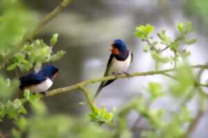 photo INITIATION AUX CHANTS D’OISEAUX DES VILLAGES