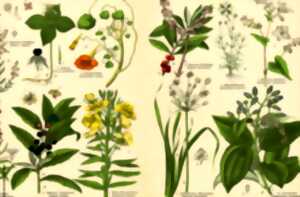 photo A la redécouverte des plantes médicinales locales