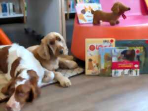 photo Lire avec les chiens