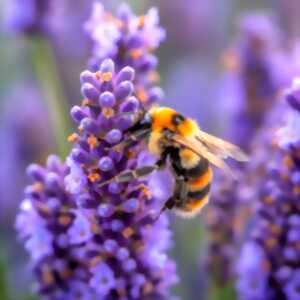 photo A la découverte des insectes, au Clos Troteligotte